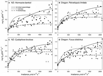 Ecophysiology of Layered Macroalgal Assemblages: Importance of Subcanopy Species Biodiversity in Buffering Primary Production